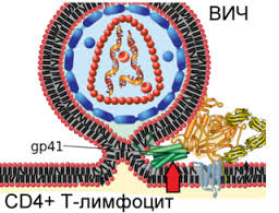 вич